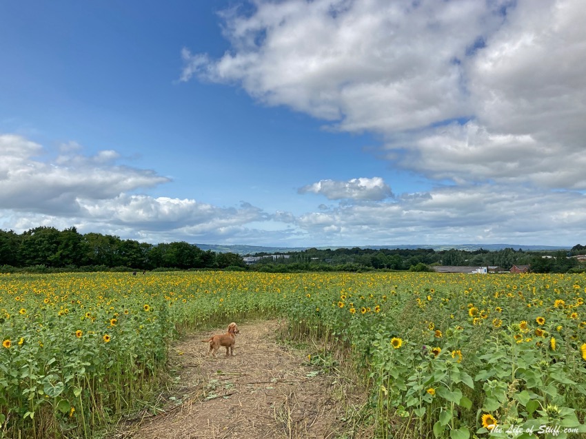 Swan's Sunflower Farm Carlow - Dog in sunflower field