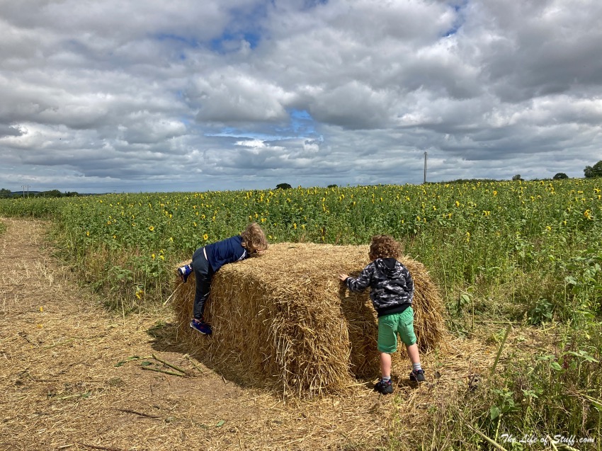 Swan's Sunflower Farm Carlow - Smith & Cassidy and a bale of hay