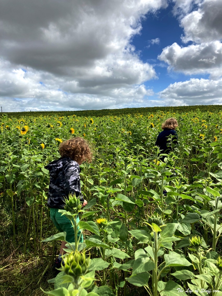 Swan's Sunflower Farm Carlow - Smith & Cassidy walking through Sunflower field