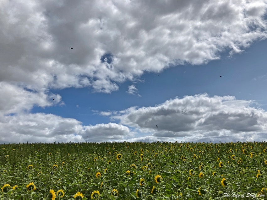 Swan's Sunflower Farm Carlow - Swallows flying above sunflower field