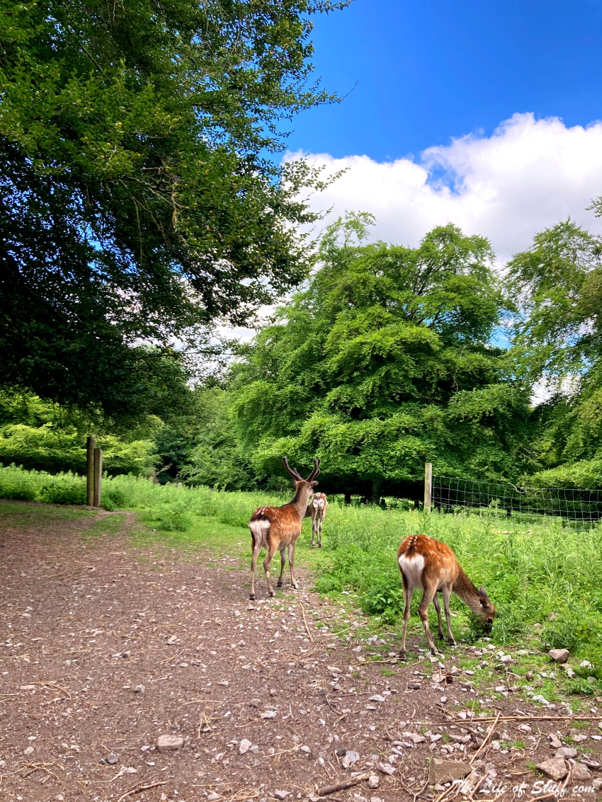 Walks and Wonderment at Jenkinstown Wood, Kilkenny - Deer