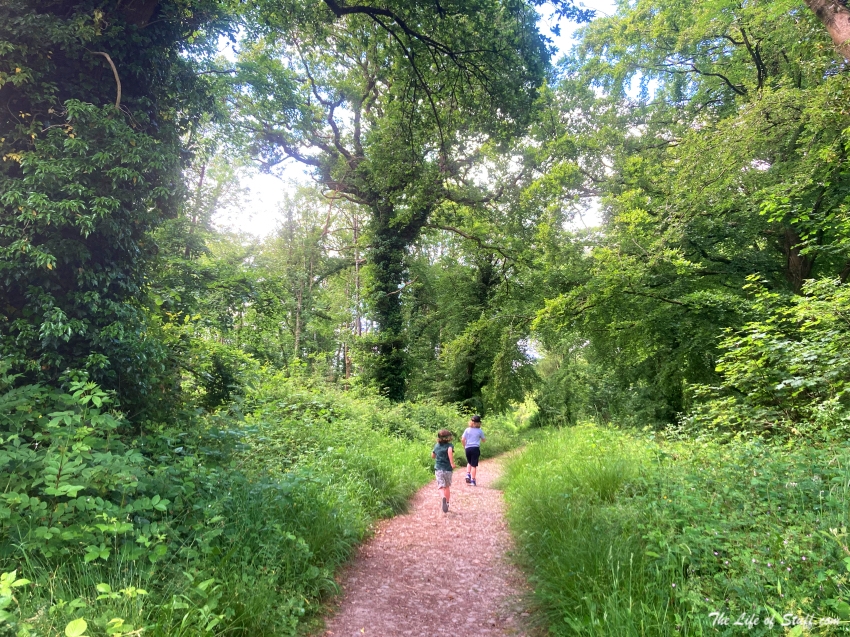 Walks and Wonderment at Jenkinstown Wood, Kilkenny - Loop Walk Path