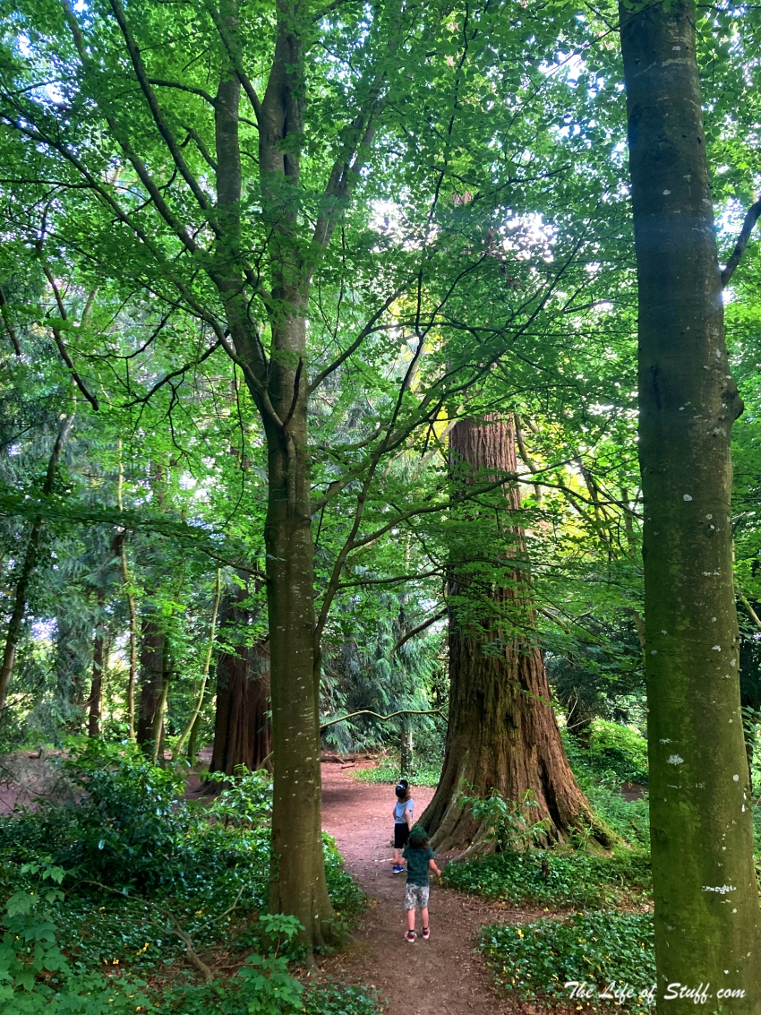 Walks and Wonderment at Jenkinstown Wood, Kilkenny - Smith & Cassidy amongst ancient trees