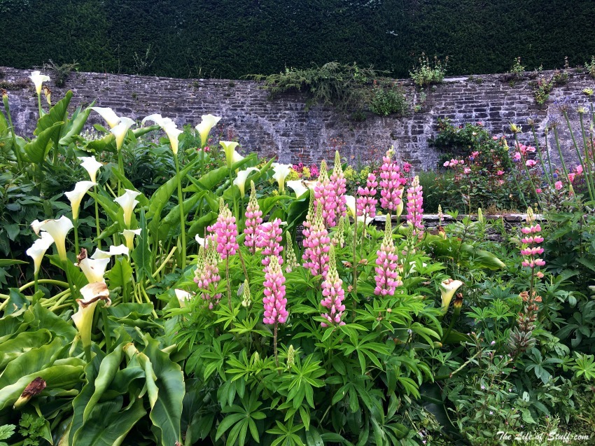 Heywood Gardens, Ballinakill, Co. Laois - Wonderful Every Season Summer Time - Foxgloves in Lutyens Gardens