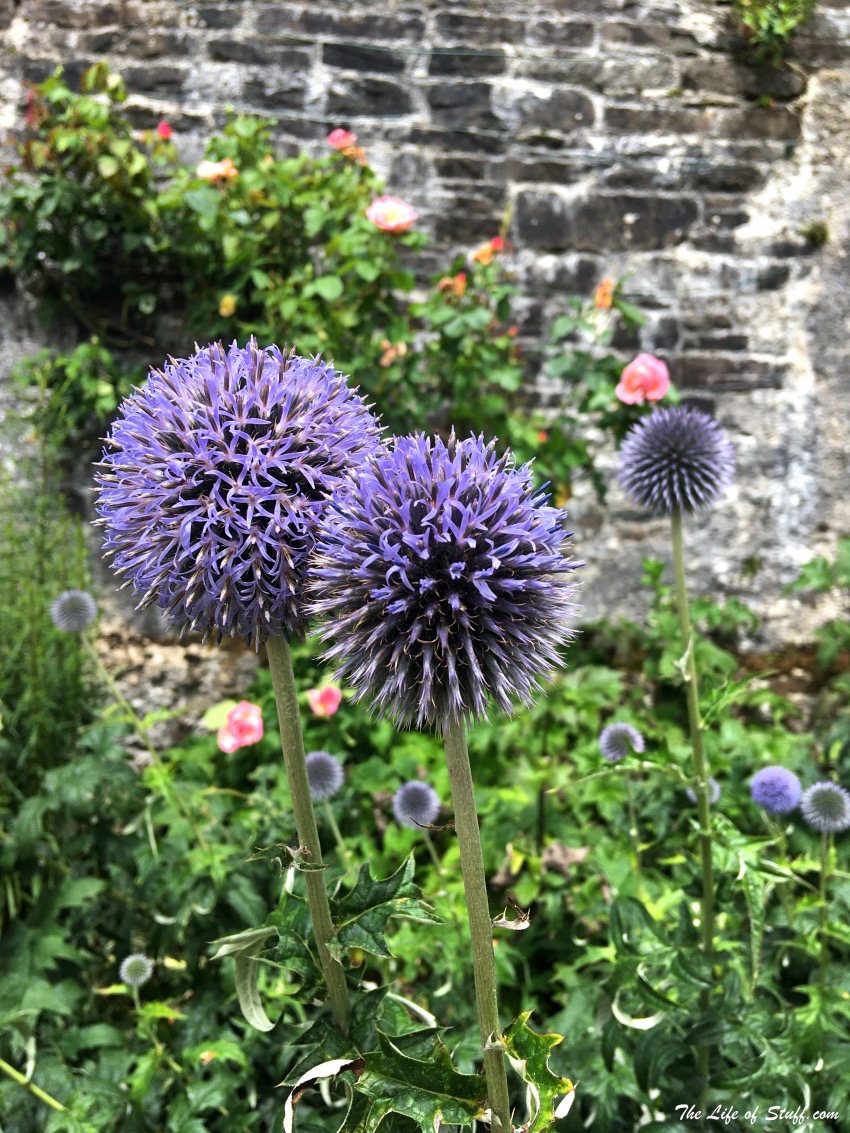 Heywood Gardens, Ballinakill, Co. Laois - Wonderful Every Season Summer Time - Full of Blooming Globe Thistle