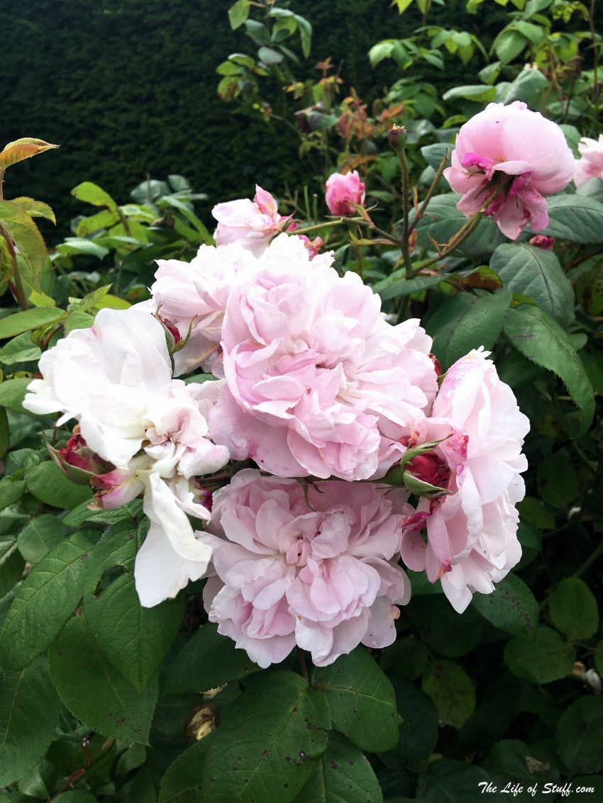 Heywood Gardens, Ballinakill, Co. Laois - Wonderful Every Season Summer Time - Full of Blooming roses