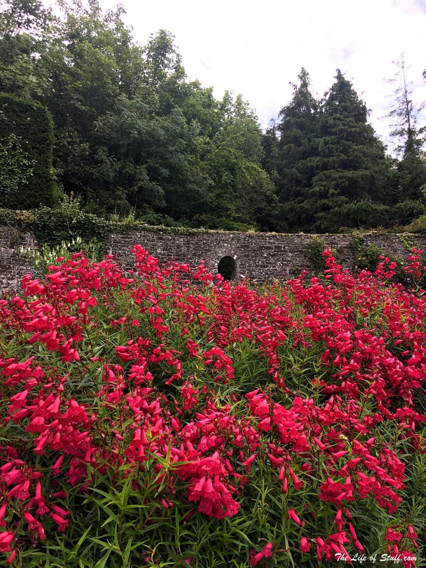 Heywood Gardens, Ballinakill, Co. Laois - Wonderful Every Season Summer Time - Red Bell Flowers