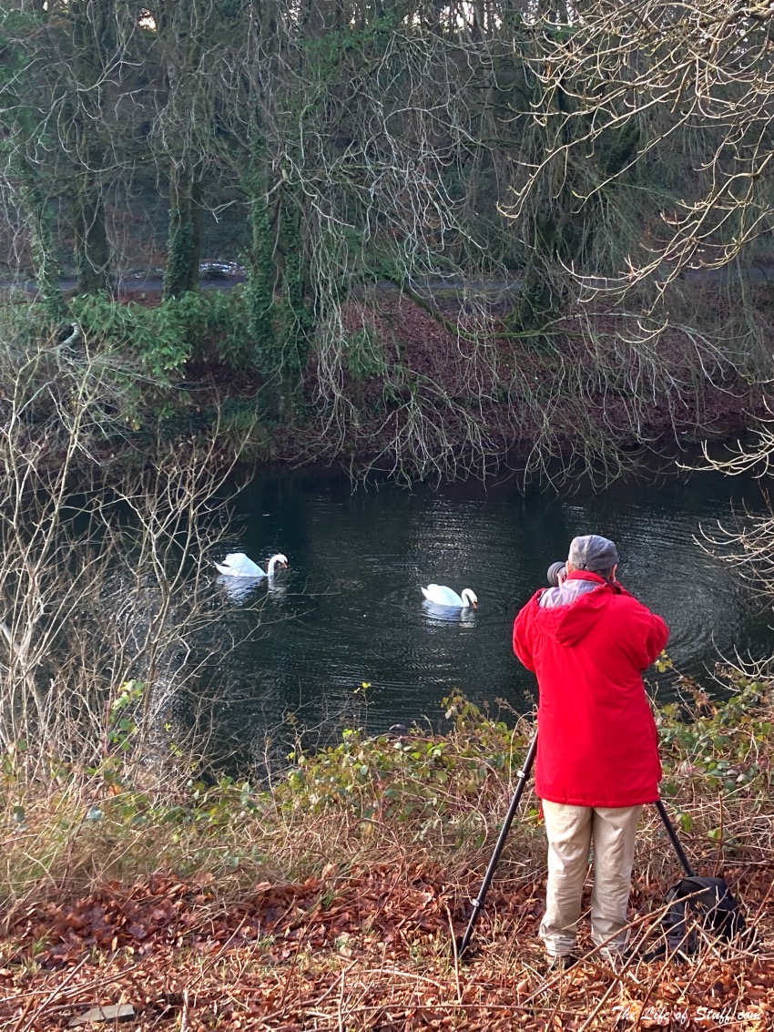 Heywood Gardens, Ballinakill, Co. Laois - Wonderful Every Season - Swans hunting on the lake