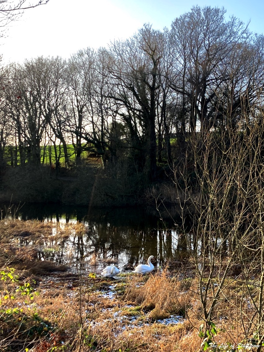 Heywood Gardens, Ballinakill, Co. Laois - Wonderful Every Season - Swans on the lake