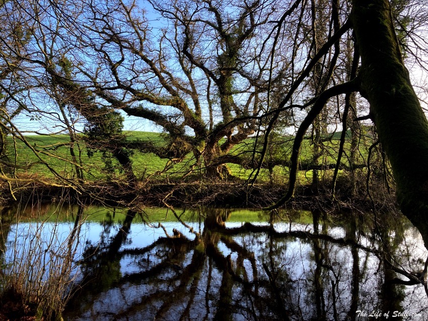 Heywood Gardens, Ballinakill, Co. Laois - Wonderful Every Season - Winter Trees and their reflections