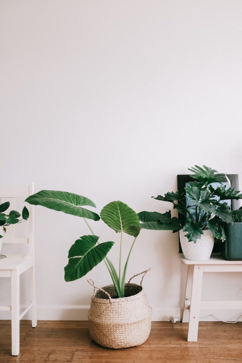 Ensure Your Home is Spring-Ready in 8 Simple Steps - New House Plants