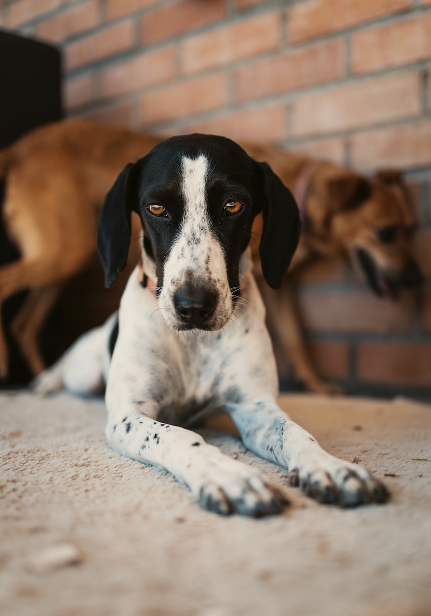 4 Things To Consider Before Bringing A Dog Into Your Home - Rehoming