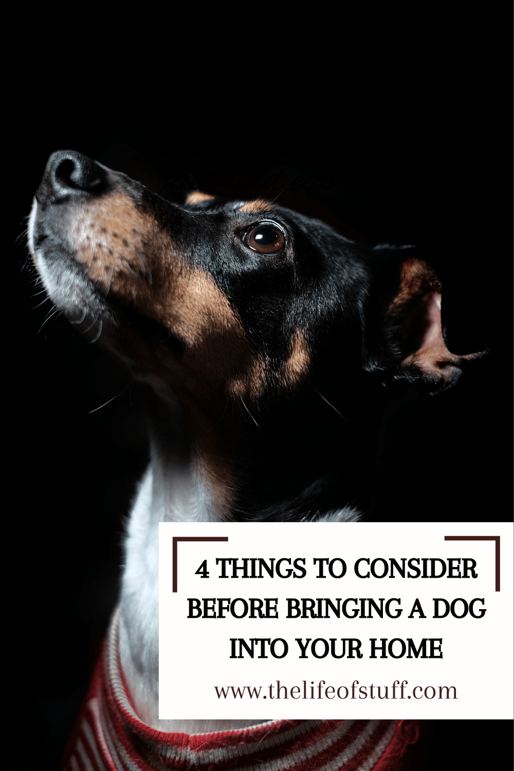 4 Things To Consider Before Bringing A Dog Into Your Home - The Life of Stuff