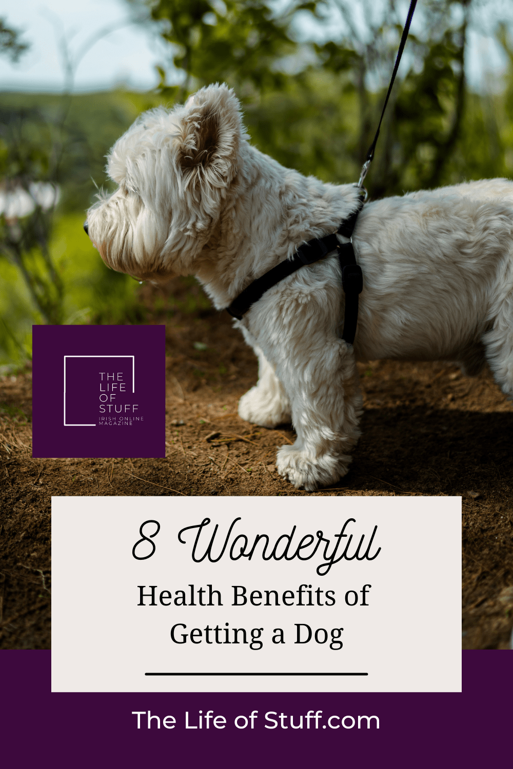 8 Wonderful Health Benefits of Getting a Dog - The Life of Stuff online magazine