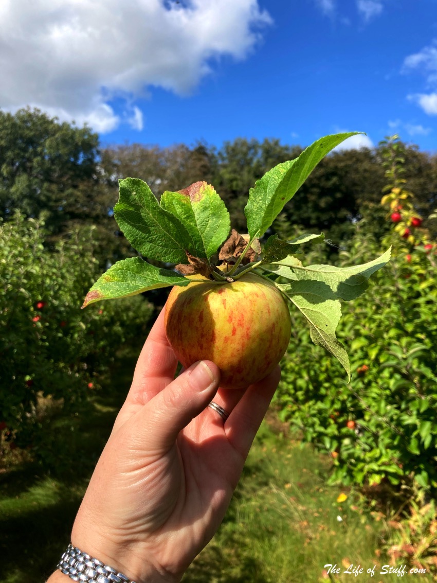 Ballycross Apple Farm Wexford - Apple