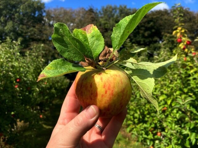 Ballycross Apple Farm Wexford - Picking Apples and Playtime - The Life of Stuff