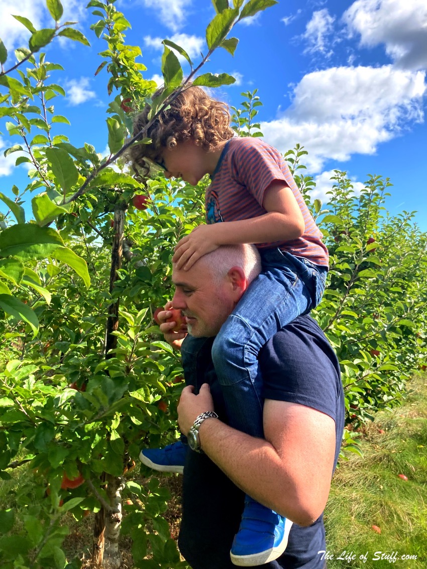 Ballycross Apple Farm Wexford - Picking apples with Kids