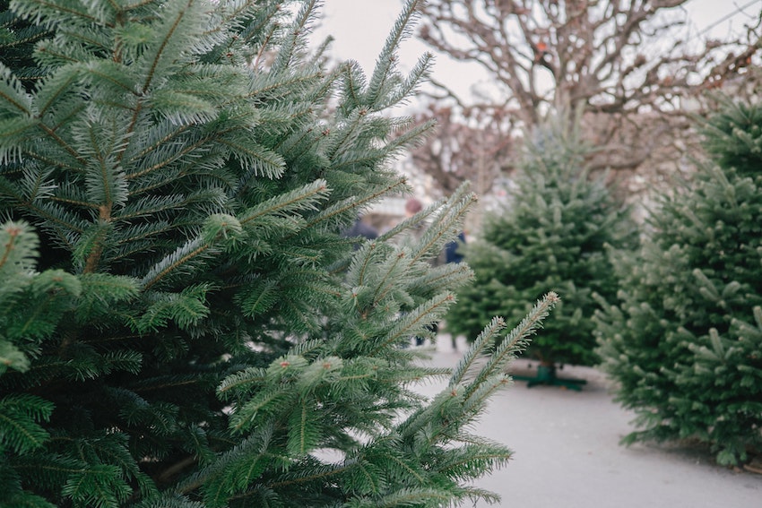 10 Top Tips for an Eco-Friendly Sustainable Green Christmas - Real Christmas Tree