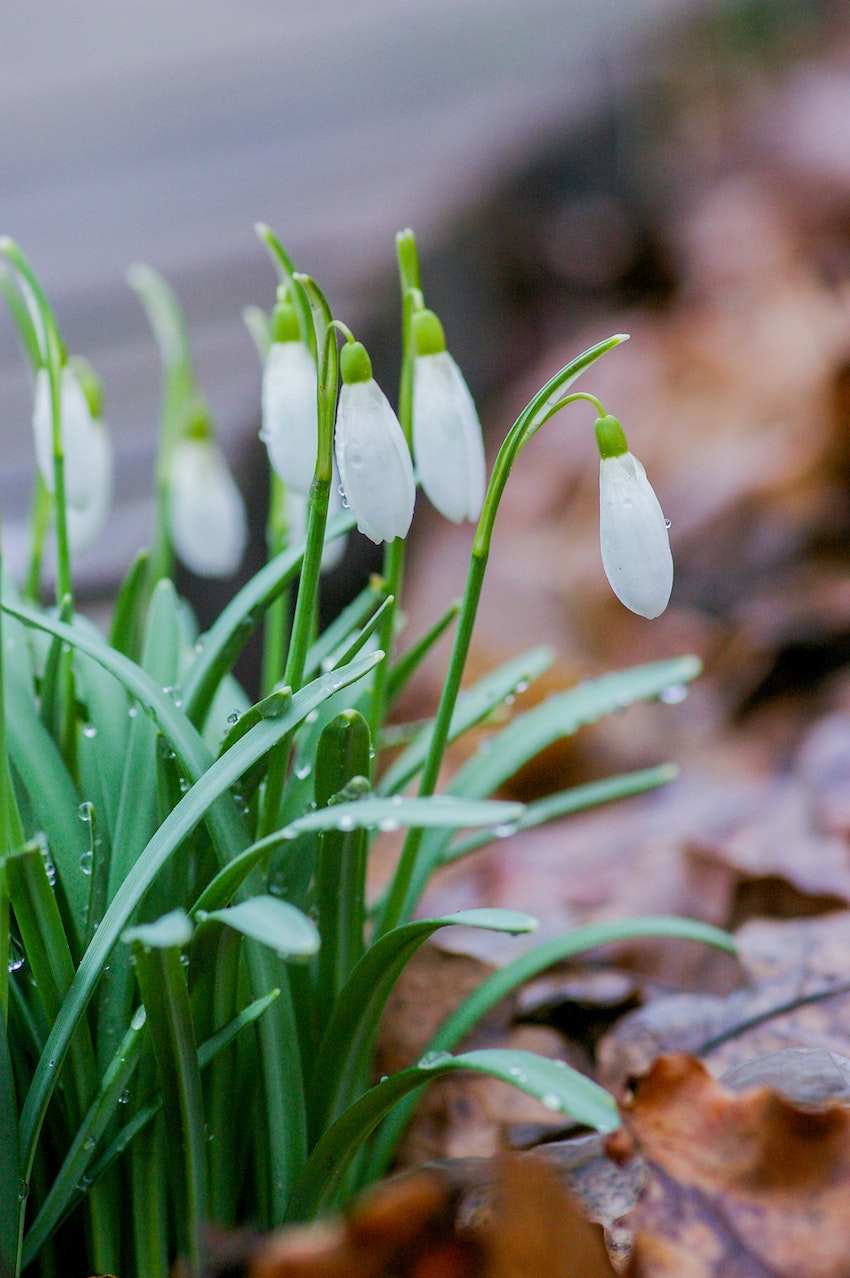 Winter Gardening - How to Care for Your Garden During Winter - Plant Bulbs