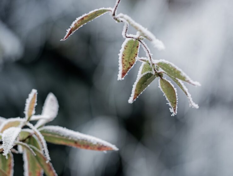 Winter Gardening - How to Care for Your Garden During Winter - The Life of Stuff