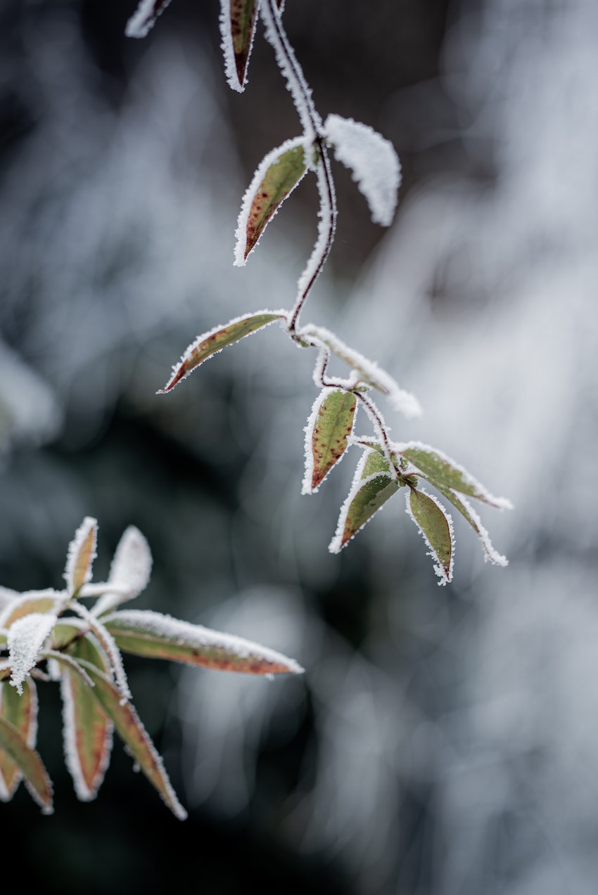 Winter Gardening - How to Care for Your Garden During Winter - Winter Garden Plant