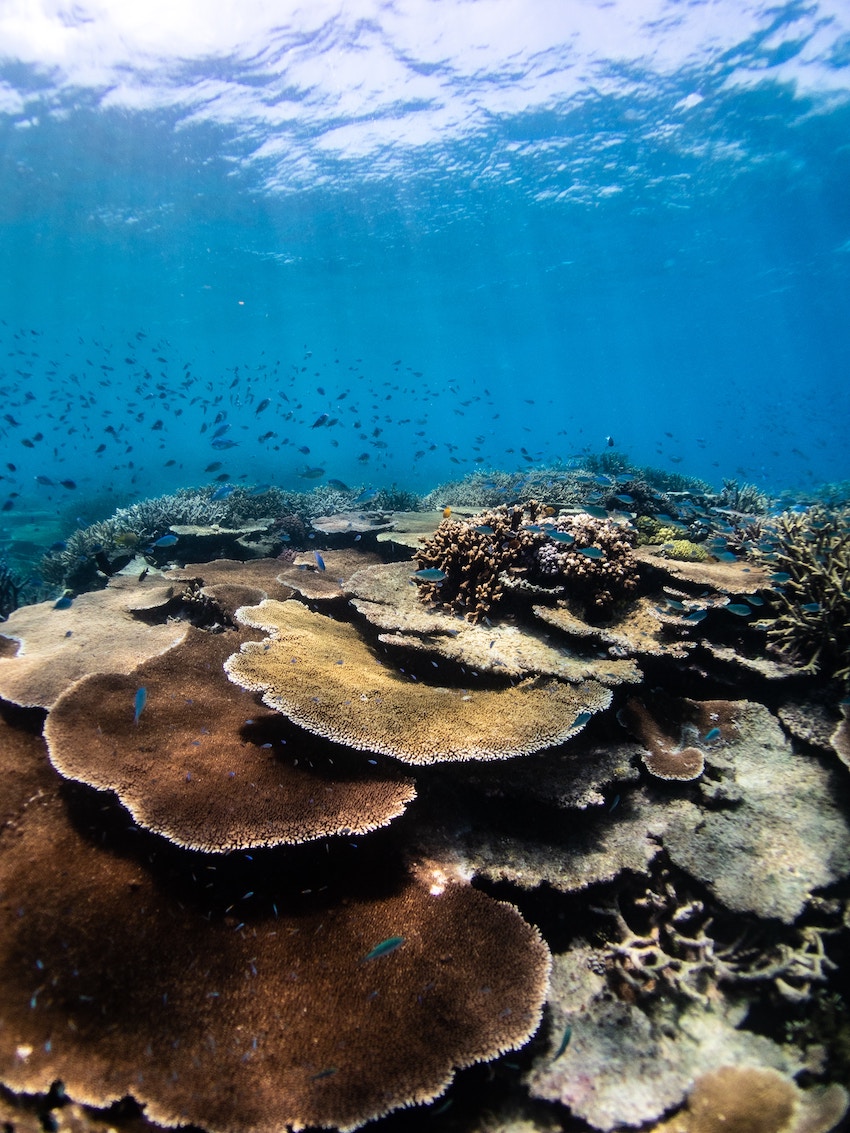 #CultureVulture 10 Unforgettable UNESCO World Heritage Sites - John Brewer Reef, Great Barrier Reef Australia