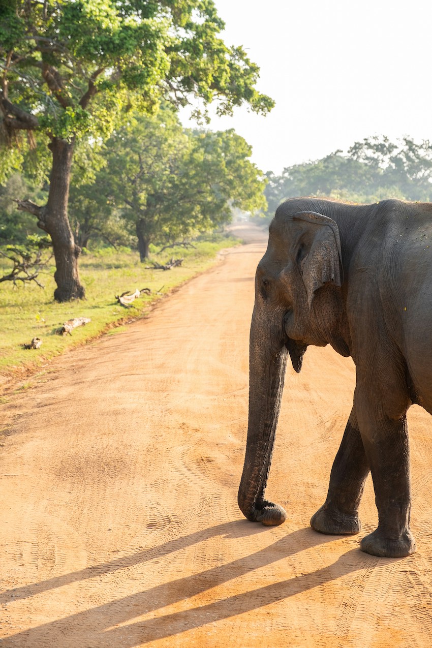 Discover Asia with Your Family - 8 Popular Places to Explore - Yala National Park Sri Lanka