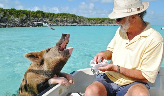 Destination The Bahamas and the Best Things to do in the Exumas - Swimming Pigs