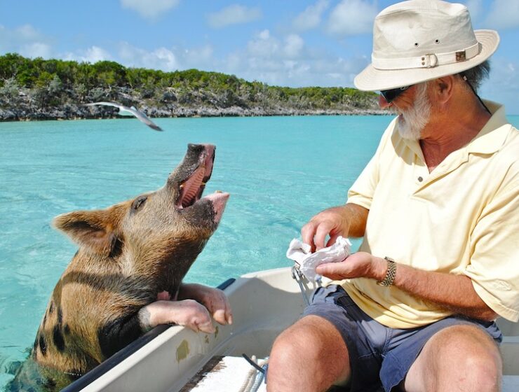 Destination The Bahamas and the Best Things to do in the Exumas - Swimming Pigs